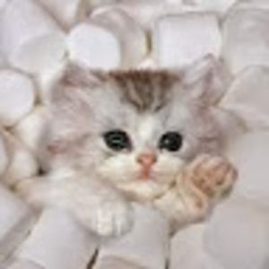 Meet your Posher, Rose